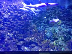 -江和美海洋公园