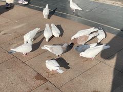 -中粮·祥云小镇