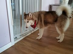 -Husky Go! 哈士奇体验馆·宠物咖啡厅狗咖