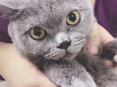 -瑞鹏宠物医院·爱宠堂·骨外专科(西荷分院)