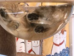-momokira米努特·德文卷毛猫·棉花面纱犬