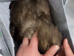 -暖阳宠物医院·犬猫康复中心·骨科