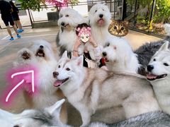 -TrueLove @ Neverland (Husky Cafe)
