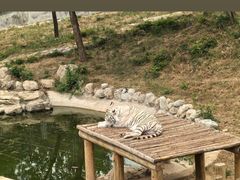 -石家庄市动物园