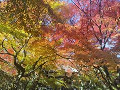 -常寂光寺