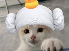 -瑞鹏宠物医院·宠保定点·心脏科·内科(御桥分院)