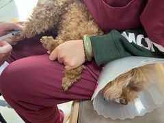 -宠福鑫康馨动物医院·骨科·眼科