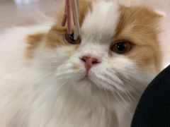 -猫和宫(六道口店)