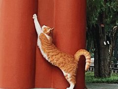 -北京市劳动人民文化宫(太庙)