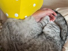 -宠颐生动物医院·心脏科·保险定点(锦阳分院)