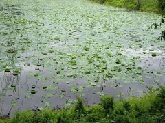 -白渔泡湿地公园