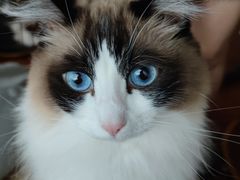 -Catmate·猫肥家润(金润铂宫店)