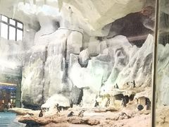 -帝企鹅自助餐厅•儿童岛•真企鹅(长隆企鹅酒店)