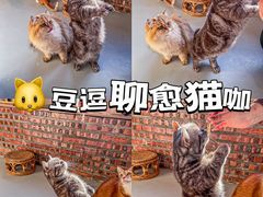 -豆逗聊愈猫阁Easy Life