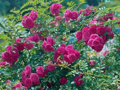 -铁山坪森林公园