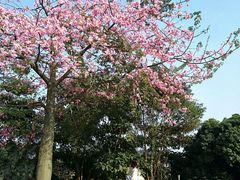 -大屏嶂森林公园