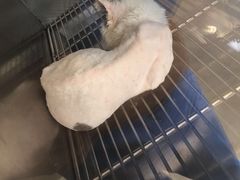 -艾贝尔宠物诊疗