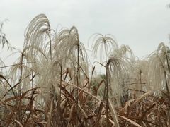-长兴太湖图影湿地文化园
