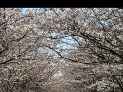 -高东镇樱花园
