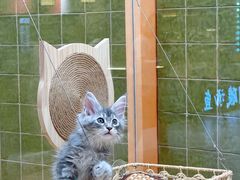 -帕帕拉兹宠物(亚洲旗舰店)