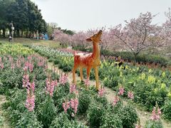 -天适樱花悠乐园