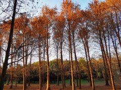 -上海共青森林公园