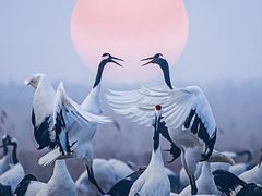 -盐城丹顶鹤湿地生态旅游区