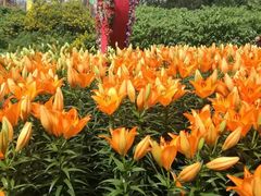 -洪湖湿地生态园