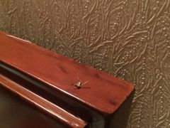 -益阳华天大酒店