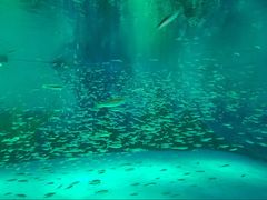 景点-上海海昌海洋公园