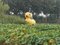 -白洋淀景区