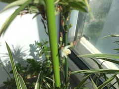 -新湖明珠城