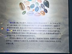 -贝壳梦幻世界