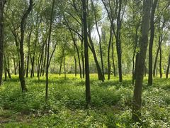 -伊犁河风景区