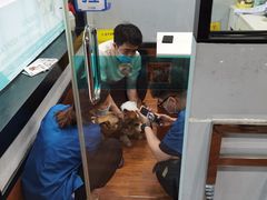 -瑞派动物医院·绝育·犬猫全科·预防医学(光景江南中店)