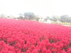 -广东花都香草世界旅游度假区