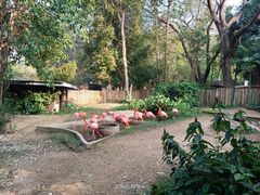 -清迈夜间动物园