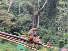 -西双版纳原始森林公园