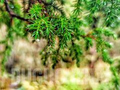 -叠溪松坪沟景区