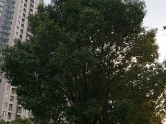 -天主教圣弥额尔堂