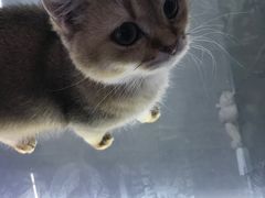 -极木²邸 人与宠物·互动社区