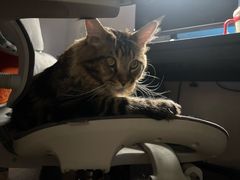 -瑞鹏宠物医院·宠保定点·心脏科·内科(御桥分院)