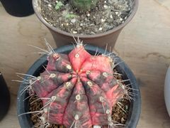 -龙大花卉苗木市场