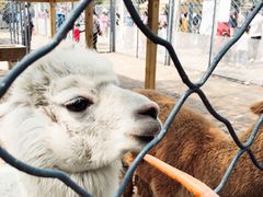 -长白岛森林公园