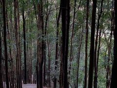 -阳台山森林公园