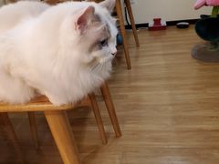 -滚猫咖啡·猫咖·猫友好撸猫(未来城店)