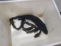 -九寨沟石锅鱼(沣峪口二十年店)