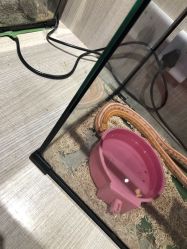 -Moni星球萌宠·小马宝莉·灵蛇·高端高阶全萌宠互动体验俱乐部(红豆国际广场店)