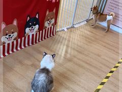 -南京Hallo宠物乐园·哈罗犬舍·柴犬繁育基地