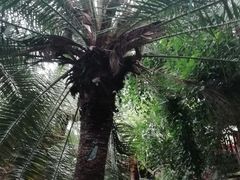 -呀路古热带植物园